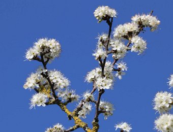 Frühling