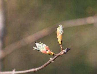 Frühling