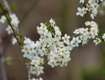 Frühling