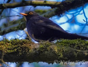 Amsel