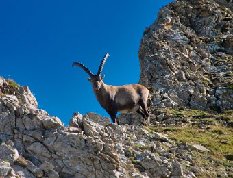 Steinbock